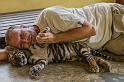 23 Tiger Kingdom